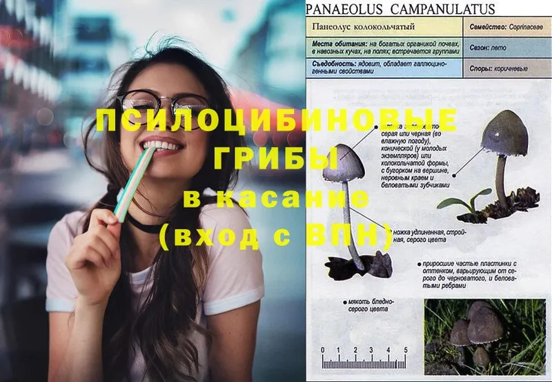 купить наркоту  Малмыж  Псилоцибиновые грибы Cubensis 